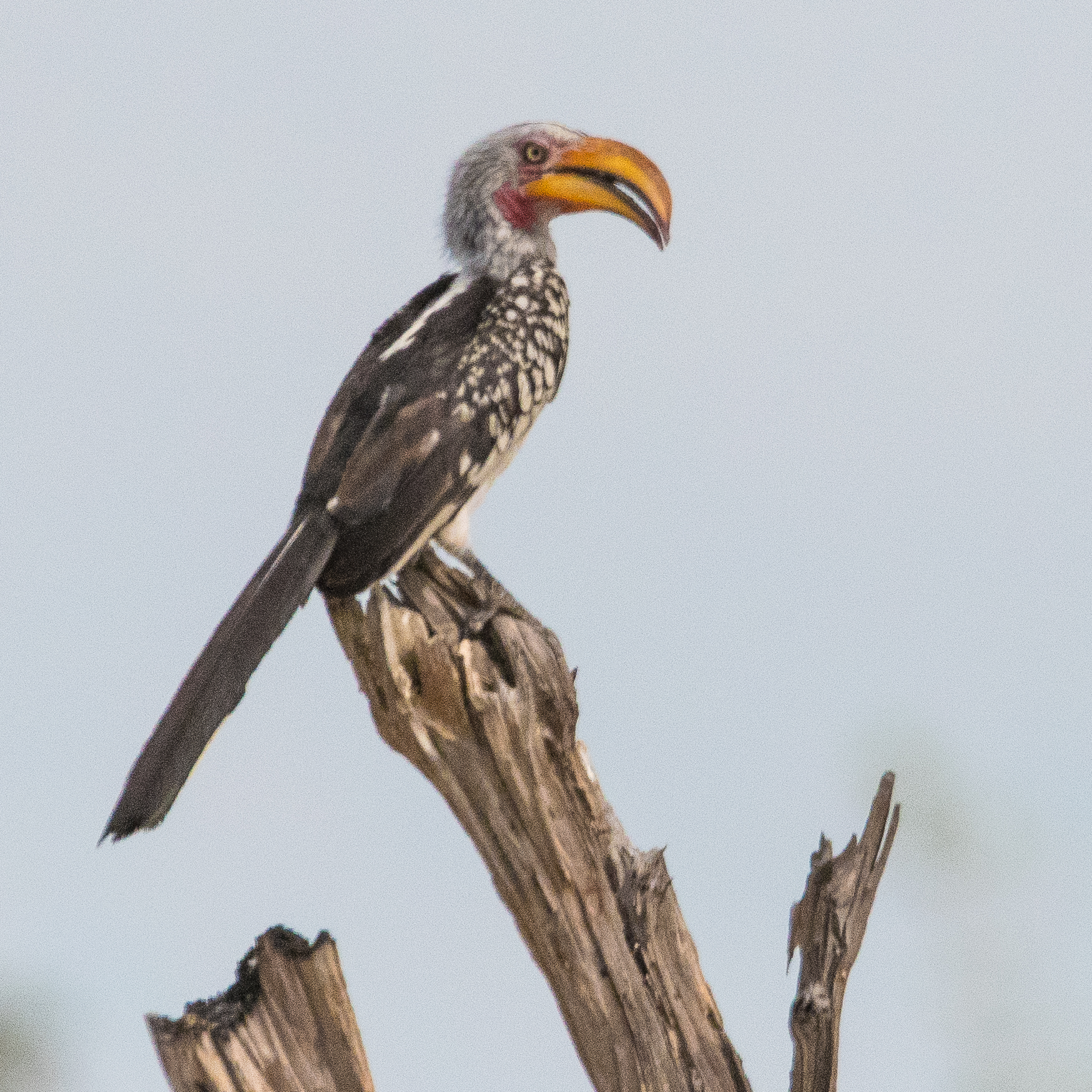 Calao leucomèle (Southern Yellow-billed Hornbill, Tockus leucomeles), gros plan, Kwando reserve, Delta de l'Okavango, Botswana.